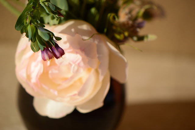 cerinthe, major purpurea, honeywort, rose, wollerton old hall, monday vase, small sunny garden, IaVoM, cottage garden, amy myers, desert garden