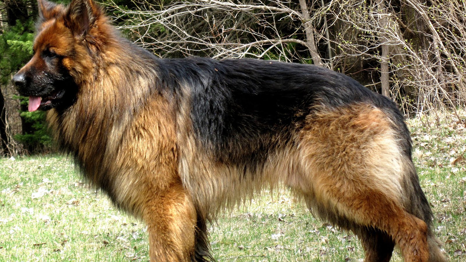 German Shepherd Long Coat - German Choices