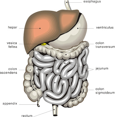 Maintain your Digestive Health