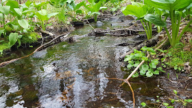 a stream that feeds into a larger stream within the Franklin Town Forest