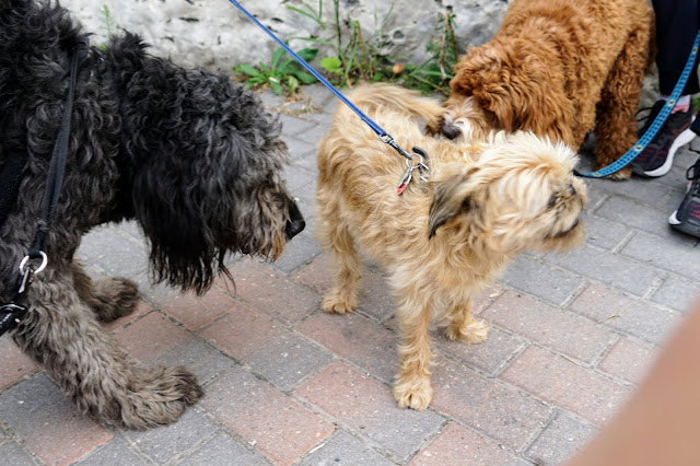 Lucy, Benji, and a little dog playing on leash at Evergreen Brickworks