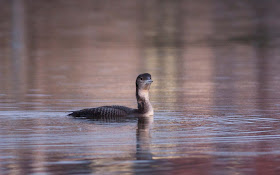 Great Northern Diver - West Kirby Marine Lake, Wirral