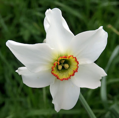 Narcisse poètes (Narcissus poeticus subsp. poeticus)