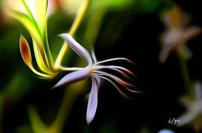 Grünlilie, Spider plant, Chlorophytum Comosum, Bimore merimangë, Spider biljka, Spider растение, Spider plante, Spider taim, Hämähäkki kasvi, スパイダープラント、, 