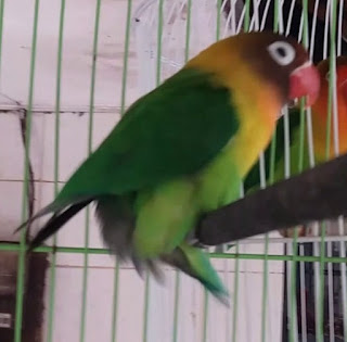 Lovebird gestang (gesek tangkringan) tetap bisa produksi