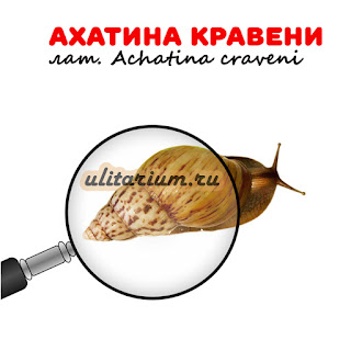 Ахатина Кравени (achatina-craveni)
