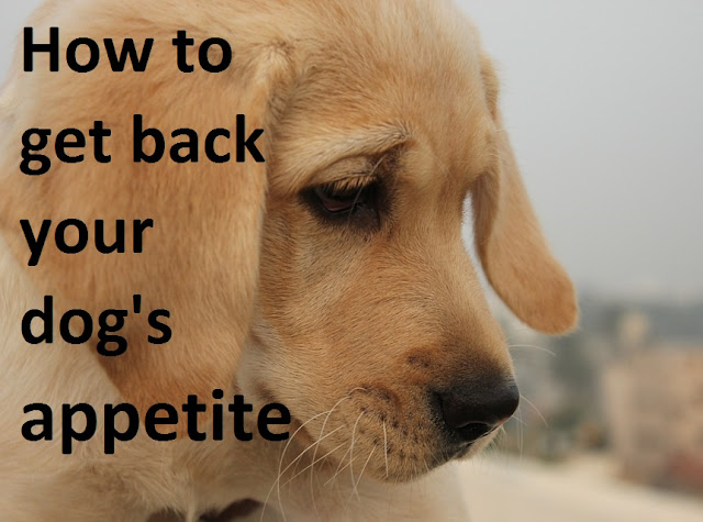 How To Get Back Your Dog's Appetite