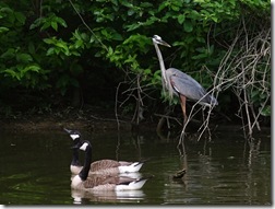 blueheron4