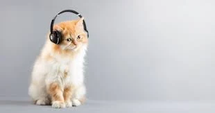 القطط-لديها-قدرة-عالية-على-التعرف-على-الأصوات-والأنماط-الموسيقية.