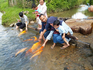 sungai,jinak,ikan,bombon marakau