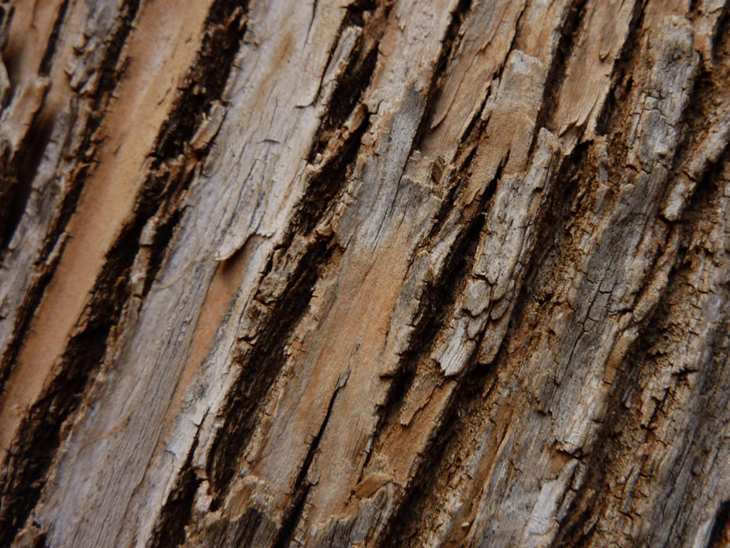 Wallpapers Tree Bark Wallpapers Afalchi Free images wallpape [afalchi.blogspot.com]