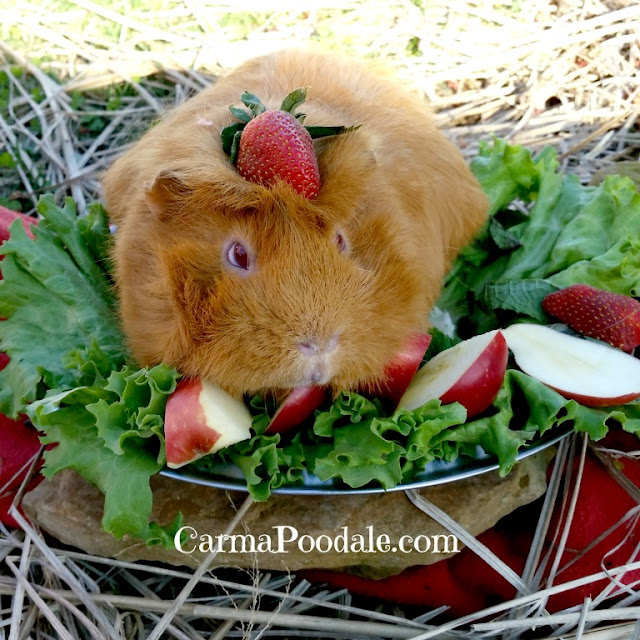 Guinea pig with strawberry on head