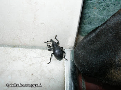 Escursioni, bitdwatching, riconoscimento piante selvatiche, spontanee, ortica, dittamo , frassinella, insetti, uccelli, caprioli, flora spontanea, fauna selvatica, corsi e percorsi. Venite a trovarci!