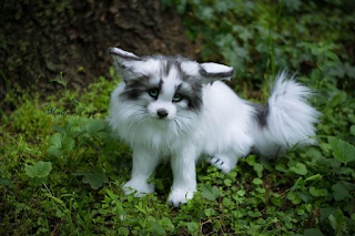 Zorro de mármol canadiense