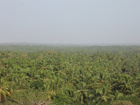 Coconut trees at Bekal
