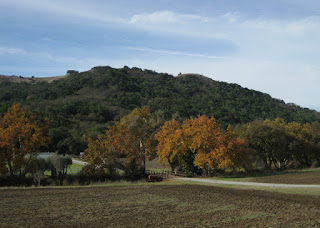 Fall colors in a row of trees at a farm, near Morgan Hill, California