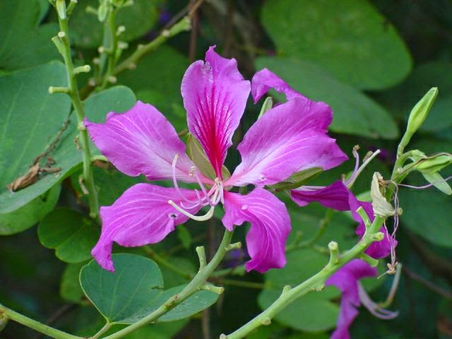 Manfaat dan Khasiat Bunga  Kupu  Kupu  Bauhinia Purpurea 