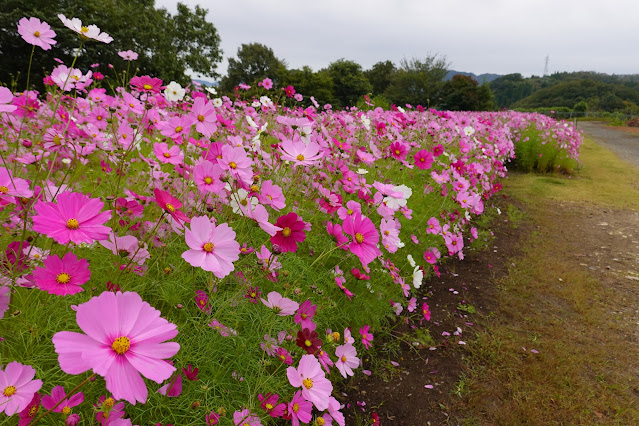 鳥取県西伯郡南部町鶴田　とっとり花回廊　秘密の花園