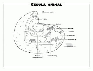 Celula animal con nombres para pintar