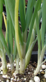 foto atau gambar Tanaman Bawang Daun (Allium Fistulosum L.)