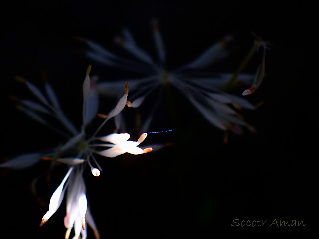 Thalictrum tuberiferum