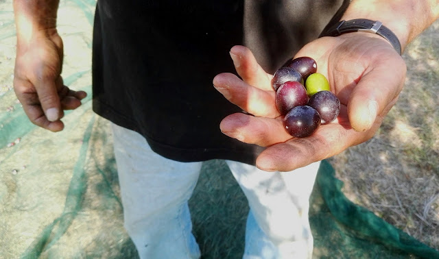 olio lucano_ olio di basilicata_Olive di Basilicata_ tetraktis_Pitagpra_ Metaponto_ Bernalda