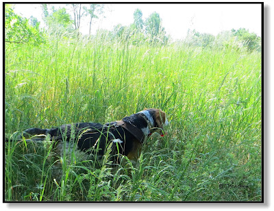 Bei Hitze mit dem Hund lieber Schattenplätze aufsuchen