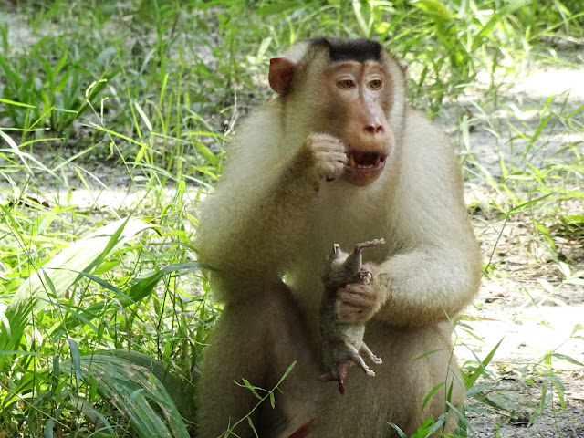 Kera tangkap tikus untuk dijadikan makanan bantu kawal serangan tikus ke kebun kelapa sawit