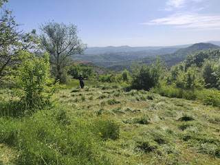 Neighbour strimming the meadow