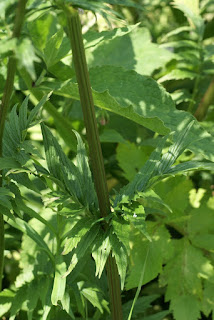 Valériane officinale - Valeriana officinalis