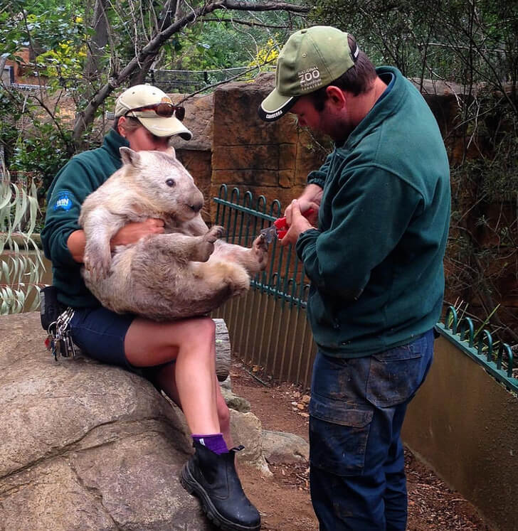 21 Cute Pictures Of Animals That Can Make Even The Worst Day A Bit Better - Manicure for a wombat