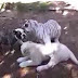 This dog is brave enough to play with lion and tiger
