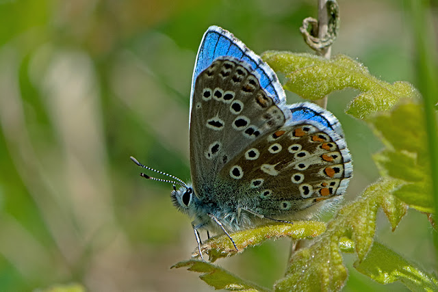 Polyommatus bellargus the Adonis Blue butterfly