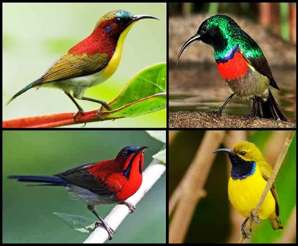90 Gambar Foto Burung Peliharaan Tercantik dan TerKeren 