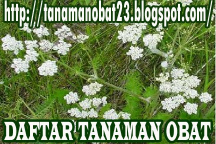  Tanaman Obat Jintan Putih (Cuminum cyminum, Linn.)