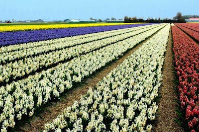 Tulip fields Netherlands