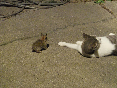cat playing with rabbit, baby