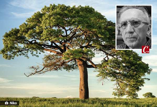 ambiente de leitura carlos romero cronica poesia literatura paraibana chico viana religiosidade augusto dos anjos a arvore da serra animismo ecologia na poesia amor as plantas