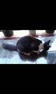 kucing persia