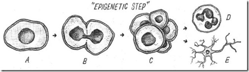 epigenetic_step