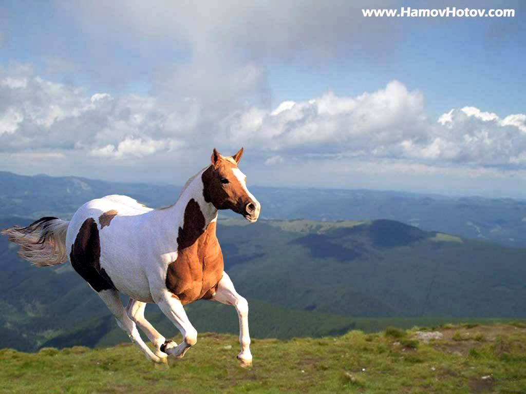 ... Horse wallpaper|Free download Horse wallpaper|Cute horse wallpaper