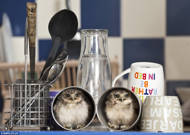 cute baby owls, baby owls get a new home, orphaned baby owls at longleat safari park, burrowing owlets