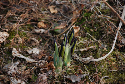 Iris reticulata