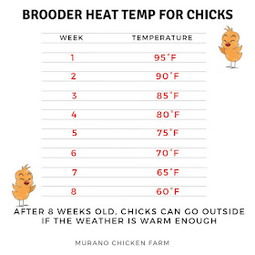 Brooder heat chart to show how warm chicks need to be