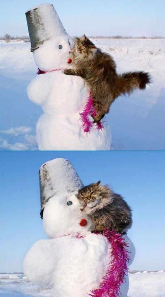 gato jugando mono de nieve