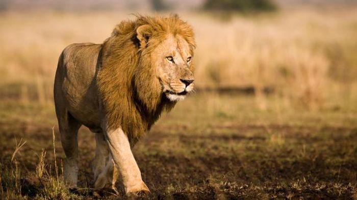 Mengapa Singa Disebut Raja Hutan? Ini Penjelasannya