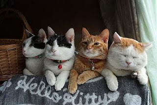 kucing lucu, kucing angora, kucing persia, anak kucing