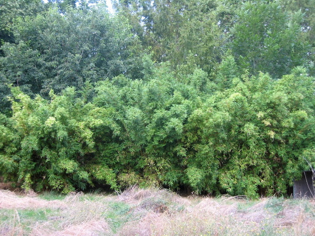Bamboo Varieties6
