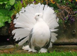  Gambar Burung Merpati Kipas Merpati Hias Gambar Foto 