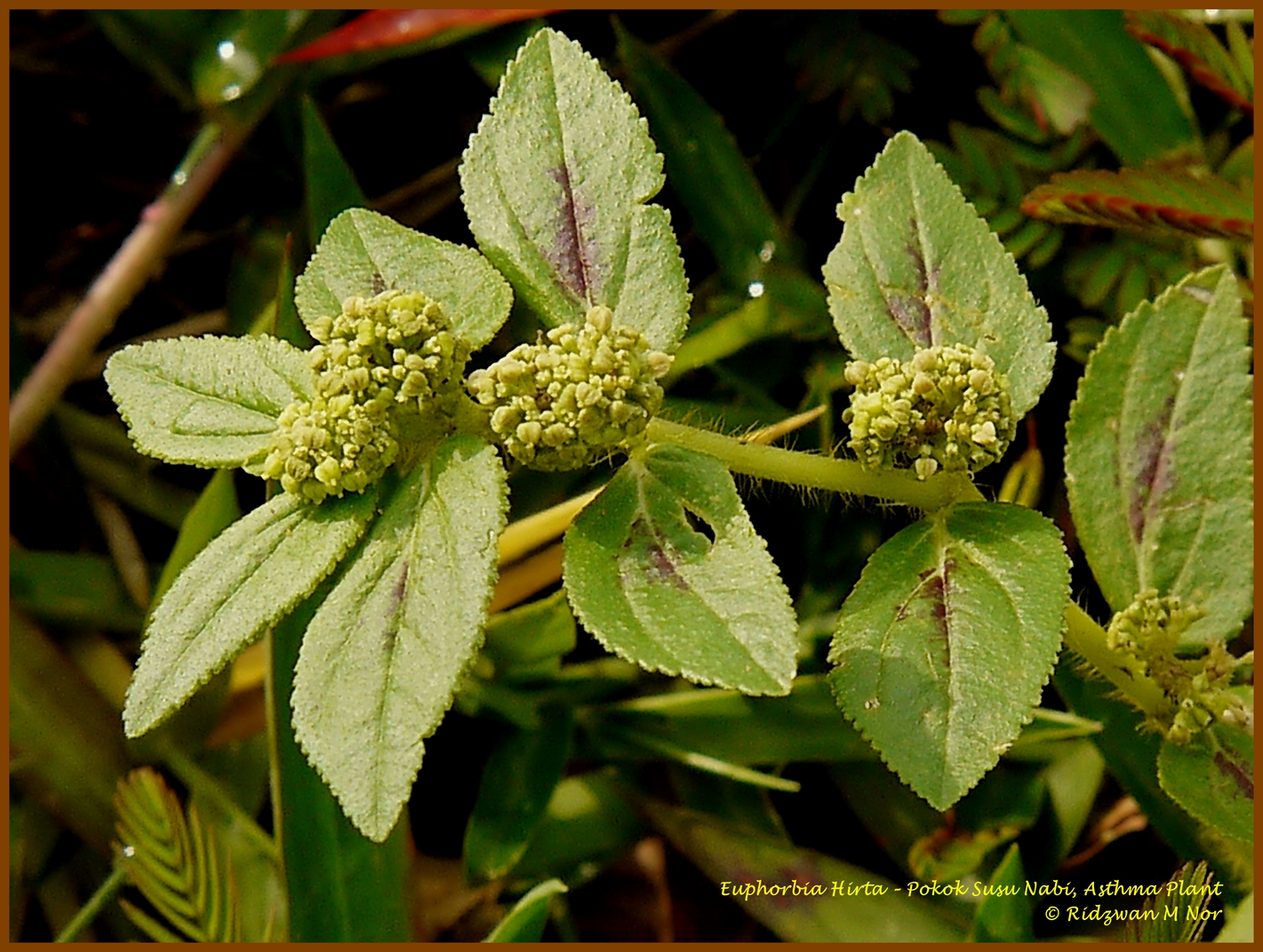 Euphorbia Hirta Pokok Susu Nabi  Asthma Plant Flowers 